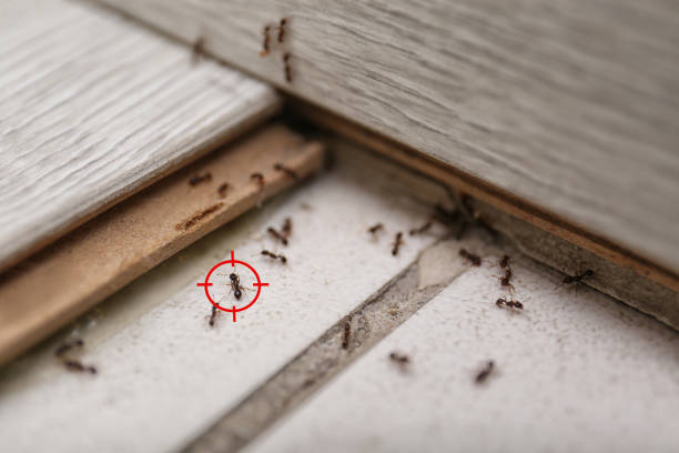 Best Termite Inspection and Treatment  in Mitchellville, IA